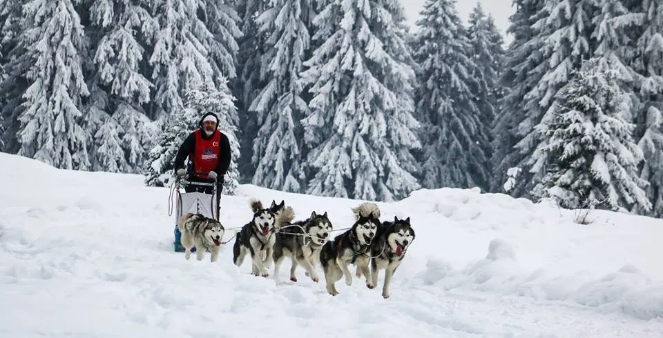 Câinii Husky se întrec la Băile Tuşnad
