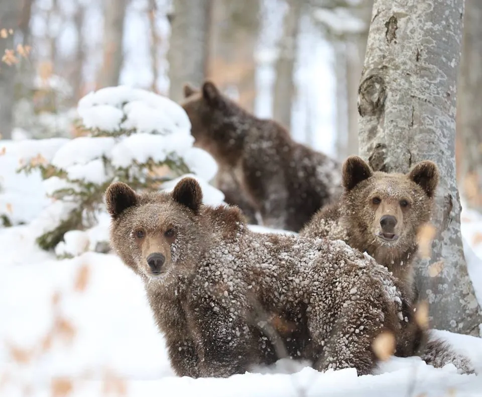 Iubitorii de animale au început să scrie la Ministerul Mediului pentru a nu autoriza împuşcarea ursoaicei care a omorât un om