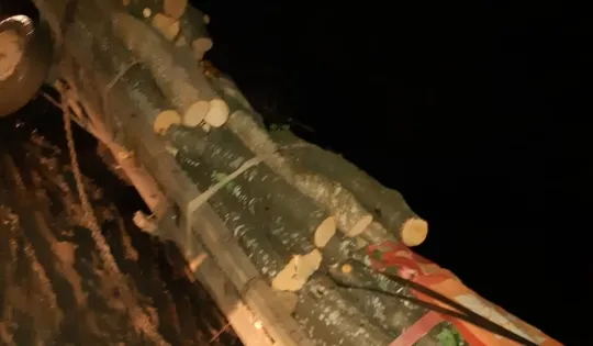 Un nou transport ilegal de buşteni depistat de poliţiştii harghiteni
