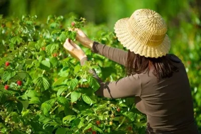Direcţia Silvică Harghita nu găsește culegători de fructele de pădure şi ciuperci