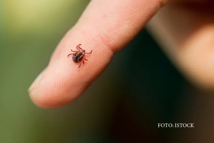 Peste 100 de cazuri de mușcături de căpușe în luna Iunie, la UPU Miercurea Ciuc