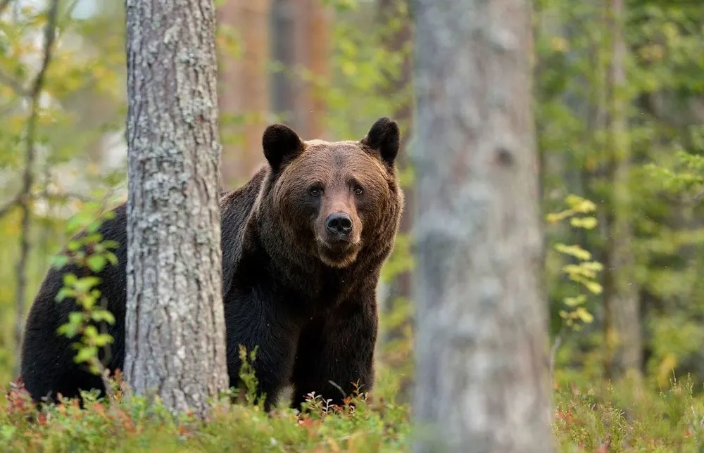 Un urs şi-a făcut apariţia la Vlăhiţa