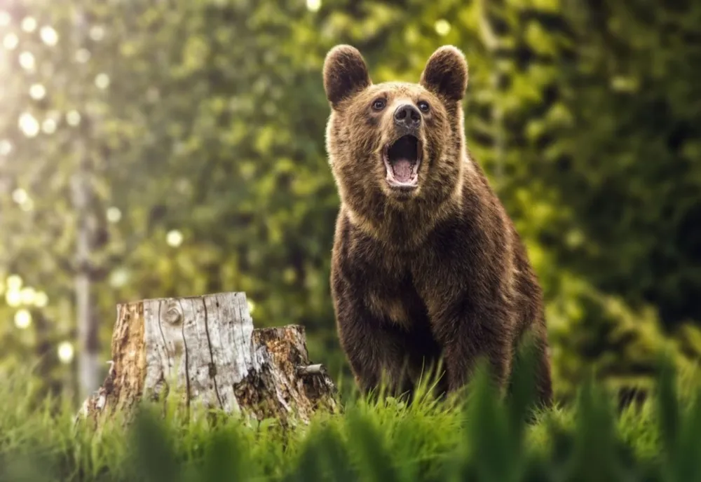 Vânătorii vor să împuşte ursul care a atacat un om la Vidacut