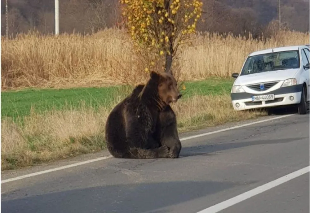 Ursul rănit sâmbătă seara în accidentul rutier de la Praid a fost tranchilizat şi apoi împuşcat
