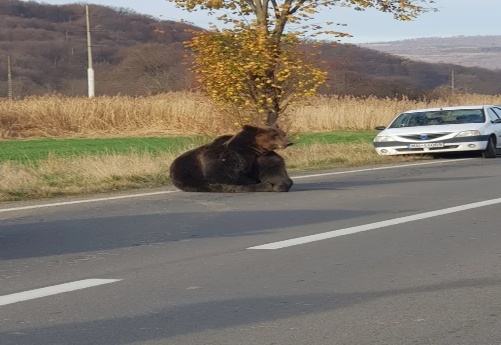 Încă un urs în Praid. Locuitorii, avertizați prin Ro-Alert