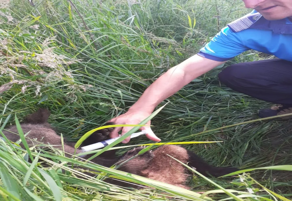 Pui abandonat de ursoaică, salvat de jandarmii harghiteni și dus la Centrul de Reabilitare a Urșilor Orfani Bălan. 