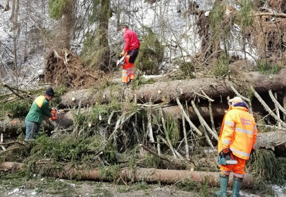 Atenție, șoferi! Se îndepărtează arborii de pe carosabil, în județul Harghita