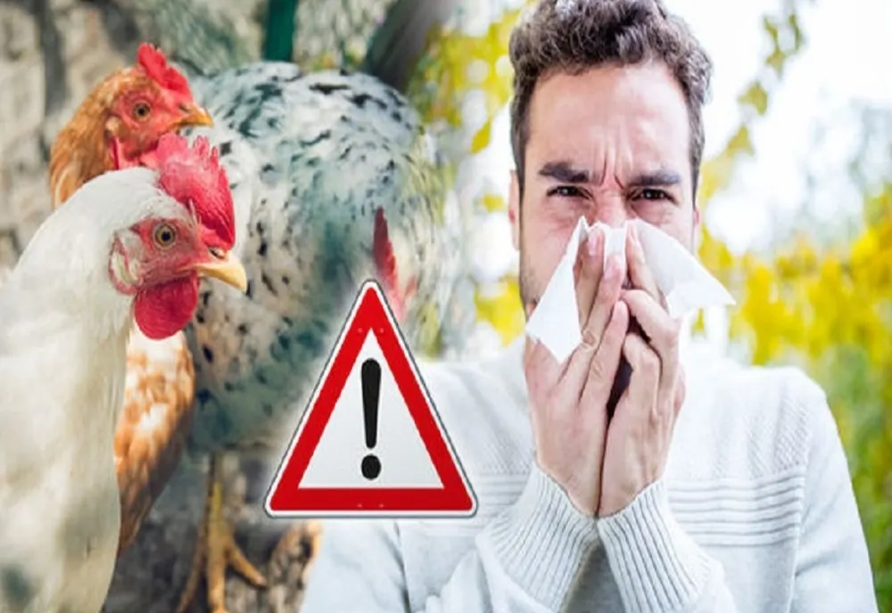 Noi focare de GRIPĂ AVIARĂ! Amenzi pentru transportatori!