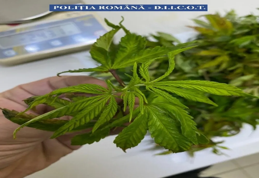 Agenţia Mondială Antidoping va reanaliza interdicţia legată de canabis