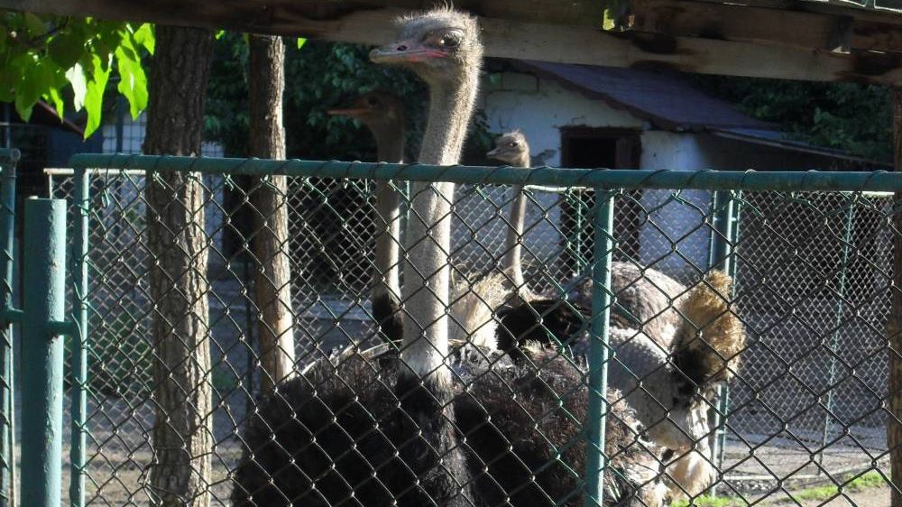 Țeapă cu struți pe internet: bărbat din Harghita, păgubit după o comandă online de peste 4.300 de lei