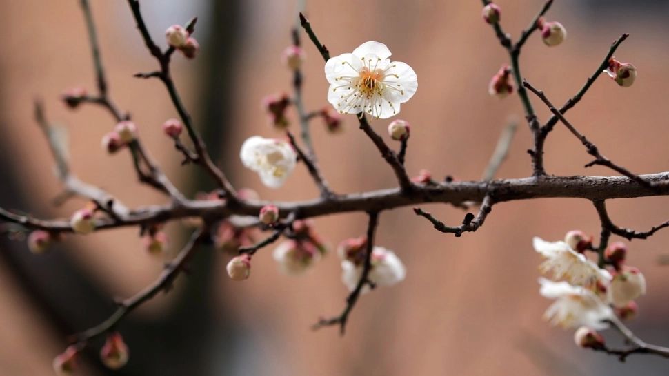 Prognoza meteo ANM pe patru săptămâni: temperaturi mai ridicate și puține precipitații. Cum va fi vremea de Paște