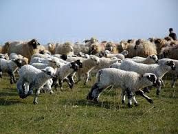 Riscă puscăria, pentru doar 24 de lei furaţi