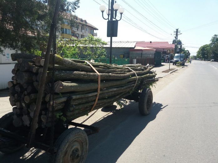 Tot mai mulţi harghiteni fură lemn