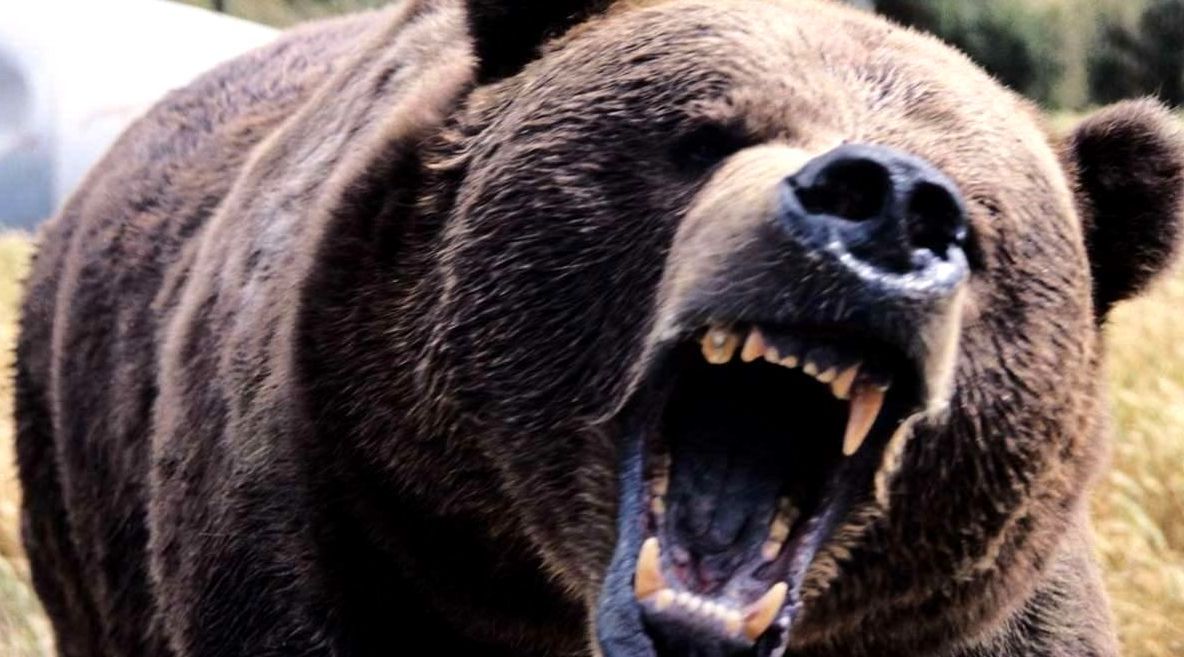 VIDEO Tot mai mulţi urşi mişună prin Miercurea Ciuc