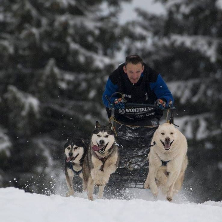 Concurs de atelaje canine la Borsec