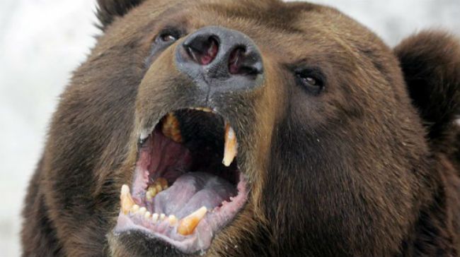 Ursul care a omorât un om la Crişeni va fi împuşcat