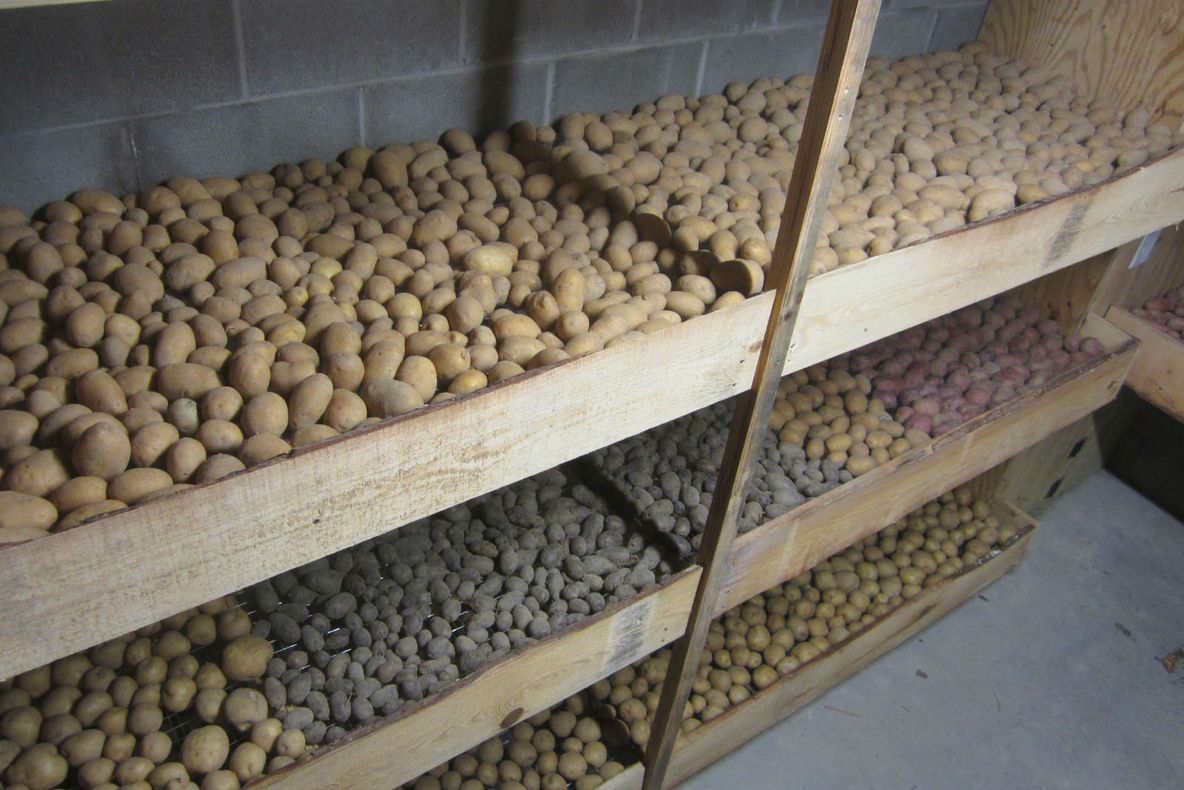 Depozitele de cartofi din Harghita, aproape goale