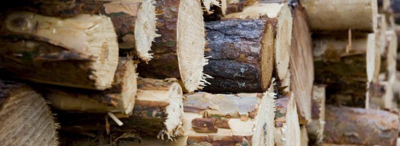 Poliţiştii au găsit la o firmă de prelucrare a lemnului din Remetea peste 70 mc de lemn fără acte