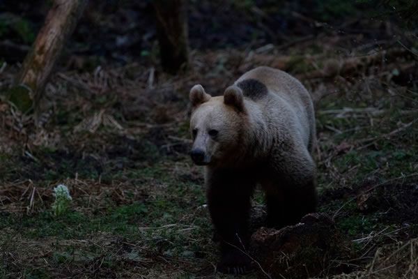 Un urs şi-a făcut apariţia la Zetea