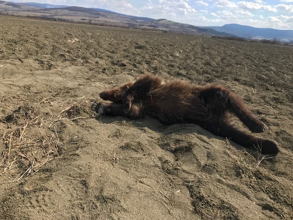 FOTO Pui de urs ucis de o maşină la Secuieni