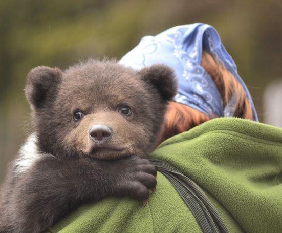 Traficul cu pui de urs a intrat în vizorul autorităților