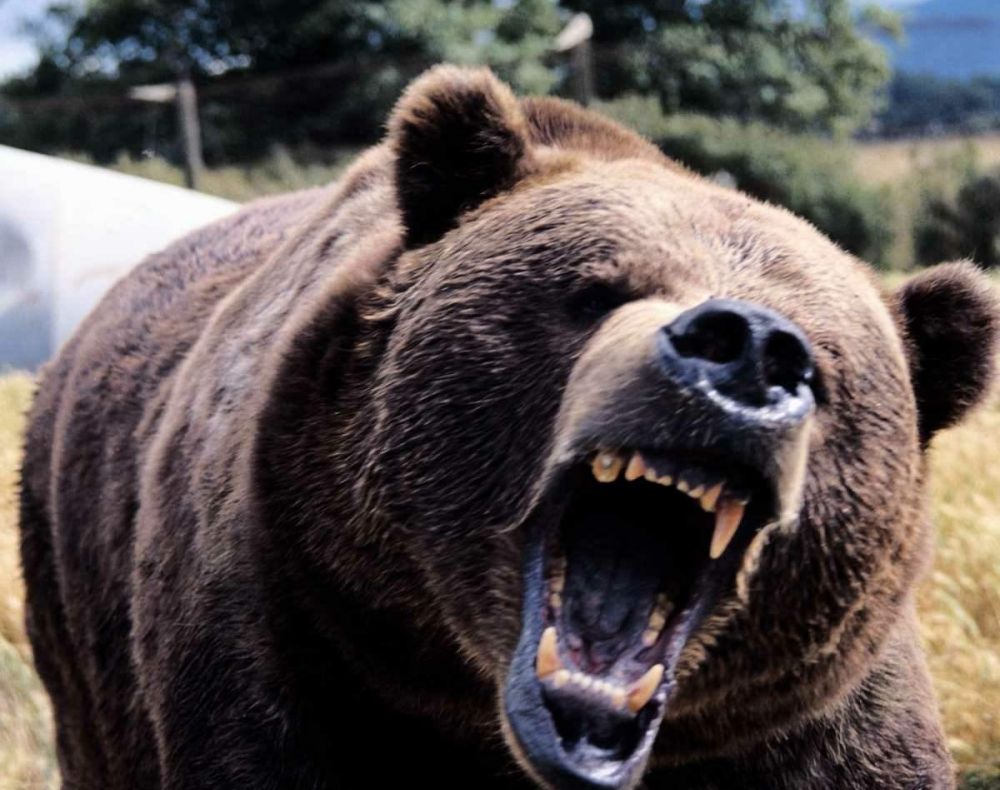 Ministerul Mediului a emis autorizaţie pentru doi urşi din Harghita