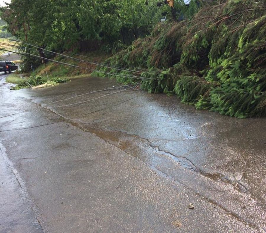 Un copac a căzut pe cablurile de curent electric, la Gheorgheni