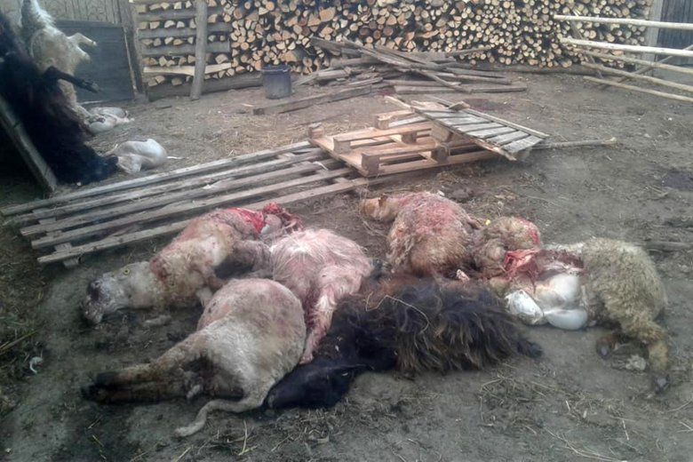 Controverse în ceea ce priveşte ursul care a omorât mai multe oi la Avrămeşti