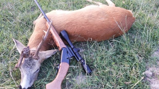 Un bărbat şi o femeie din Topliţa, reţinuţi pentru că au vânat ilegal un cerb. Animalul mort şi puşca au fost găsite în maşină