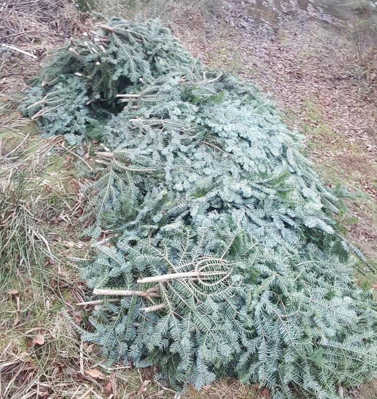 Amendat pentru că transporta cetină de brad