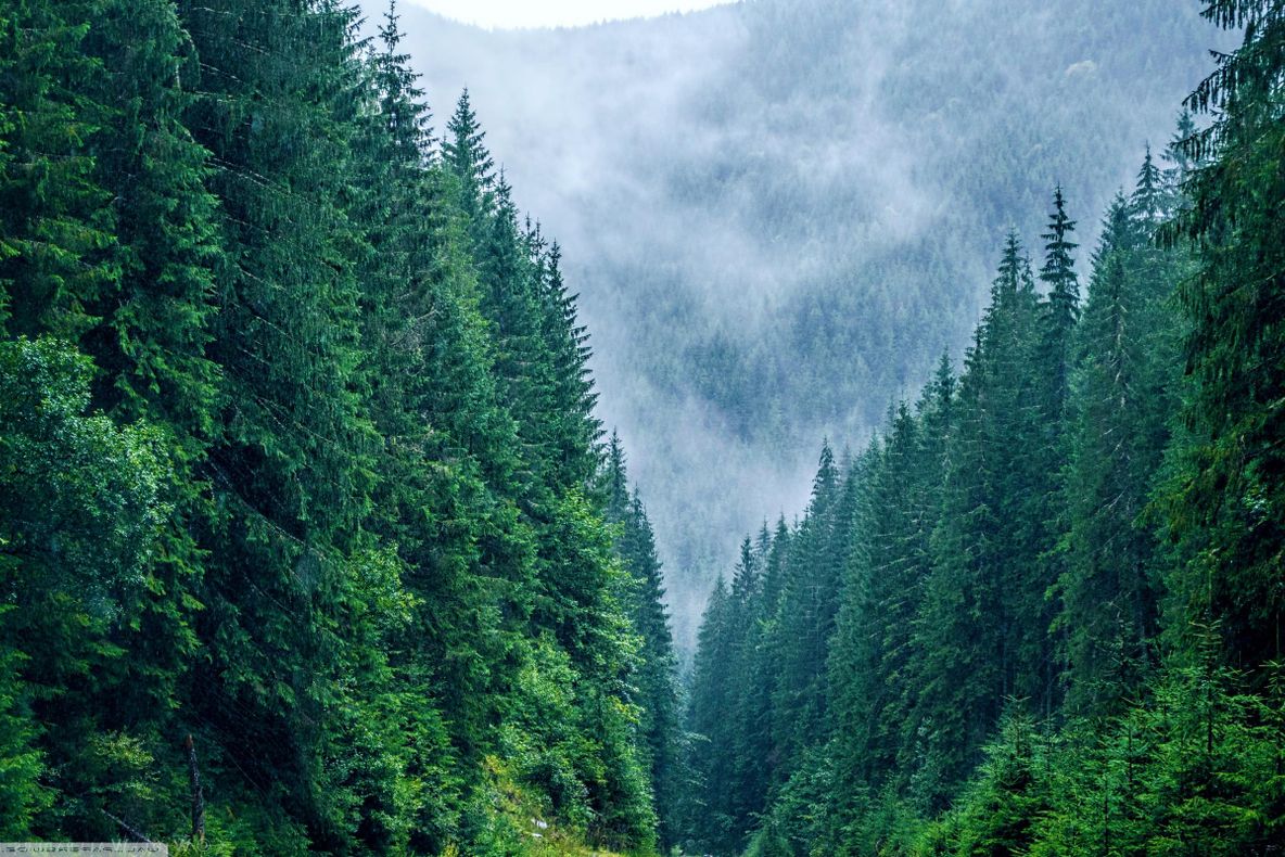 Mesaj pentru turiştii din Parcul Naţional Cheile Bicazului-Hăşmaş: : Nu atingeţi puii de cervide