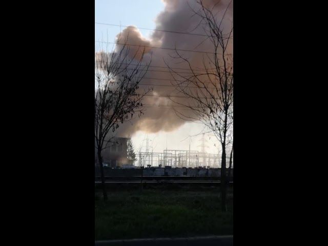 VIDEO Un urs s-a plimbat pe străzile din Topliţa