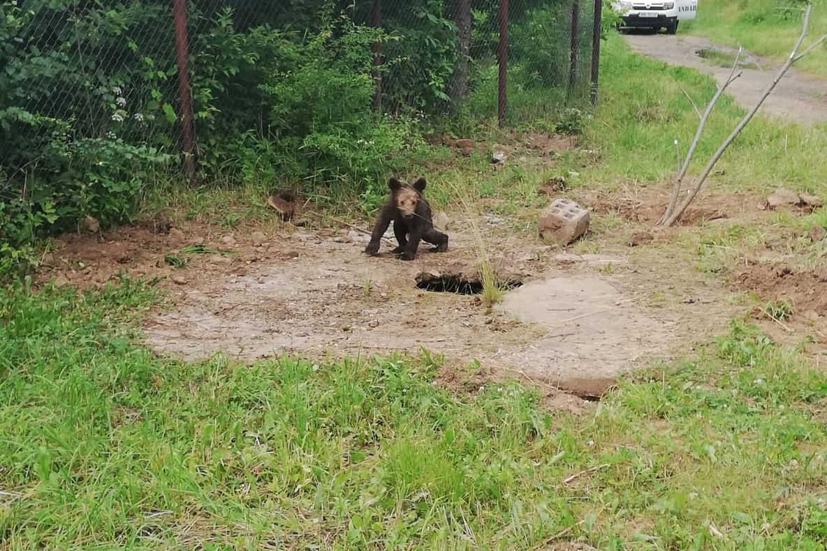 FOTO Jandarmii au salvat un ursuleţ căzut într-un canal