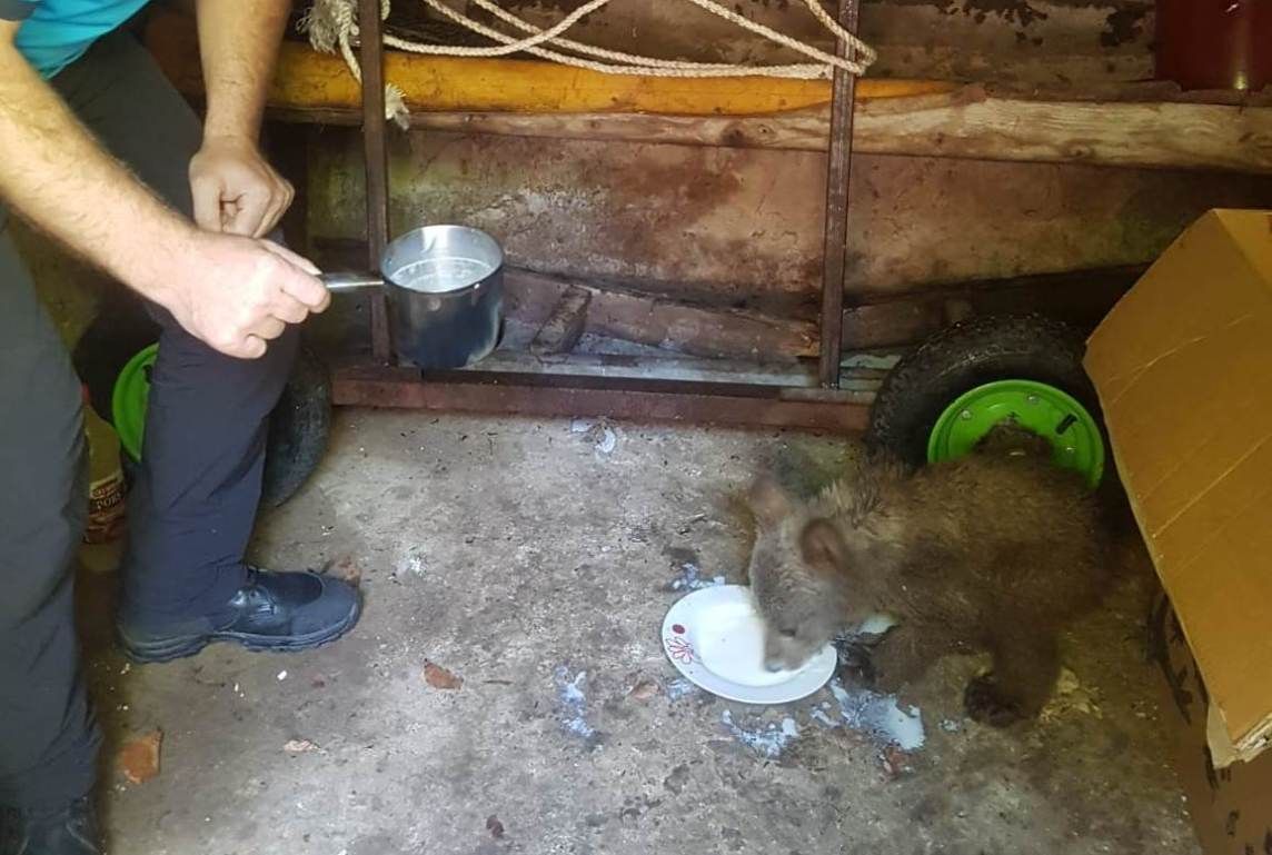 FOTO + VIDEO Pui de urs salvat din apele unui râu, ajuns la centrul de reabilitare de la Bălan