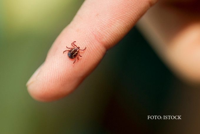 Peste 100 de cazuri de mușcături de căpușe în luna Iunie, la UPU Miercurea Ciuc