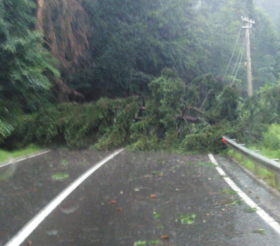 Circulaţia rutieră şi feroviară întreruptă la Miercurea Ciuc, din cauza copacilor căzuţi