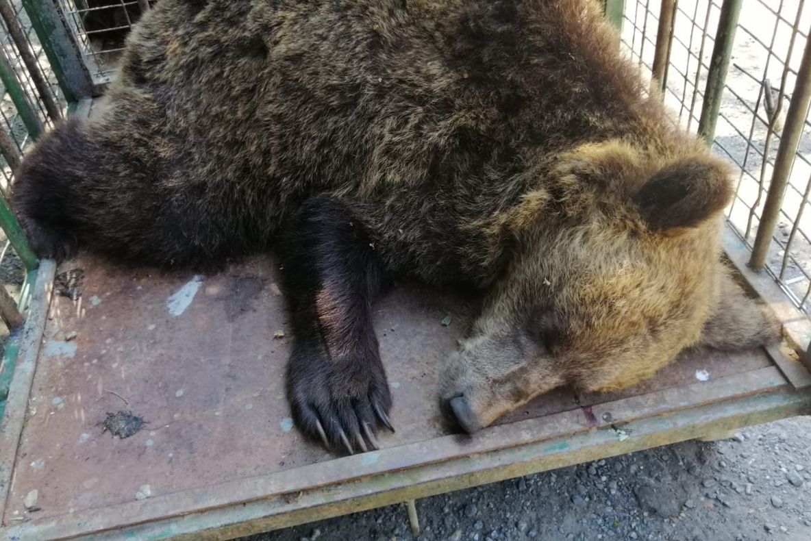 VIDEO+FOTO Ursoaica de la Lacul Sfânta Ana, a fost mutată, şi puii ei au fost luaţi