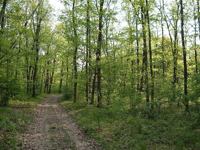 Bărbatul dispărut la Gheorgheni, a fost găsit mort