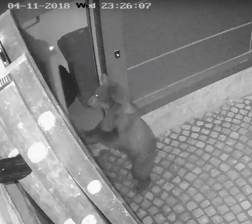 VIDEO Urşii au făcut ravagii la Balvanyos