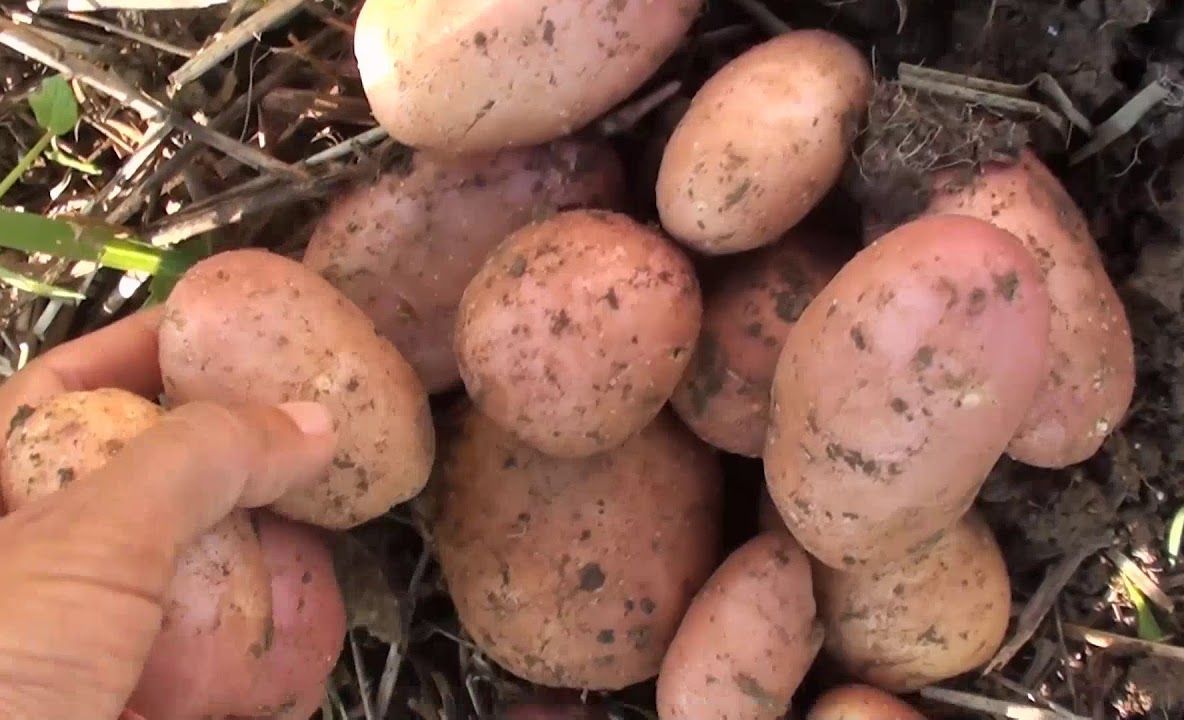 Se fură cartofi de pe câmpurile din Cozmeni