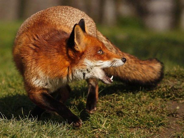 Niciun caz de rabie la vulpi în ultimii ani, în Harghita