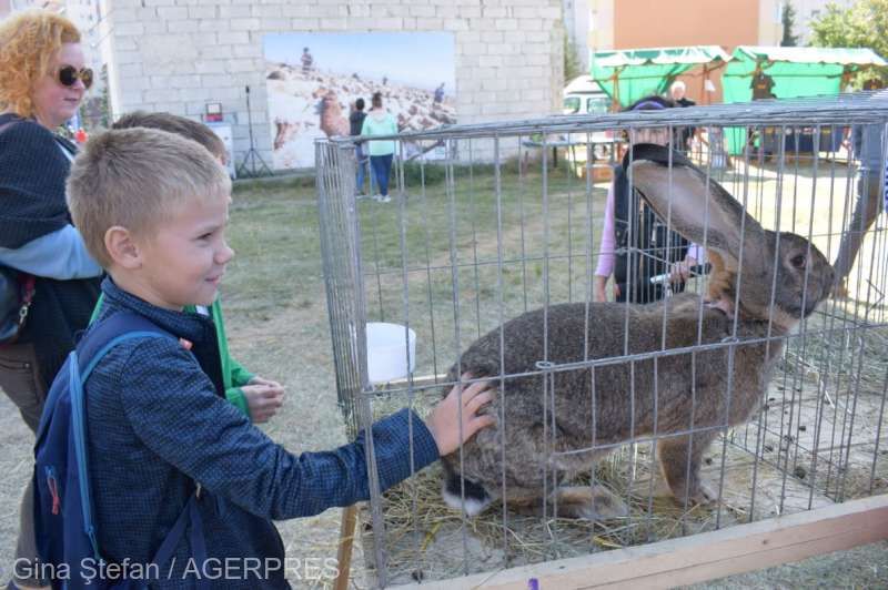 "Satul în oraş", a adus animalele în centrul istoric din Miercurea Ciuc