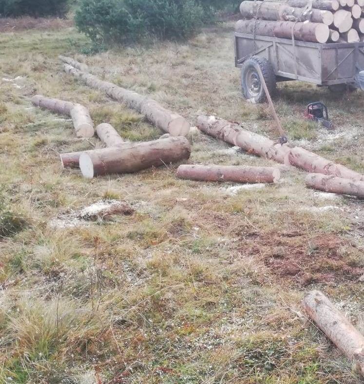 FOTO Jandarmii harghiteni au prins în fapt un bărbat care fura lemn