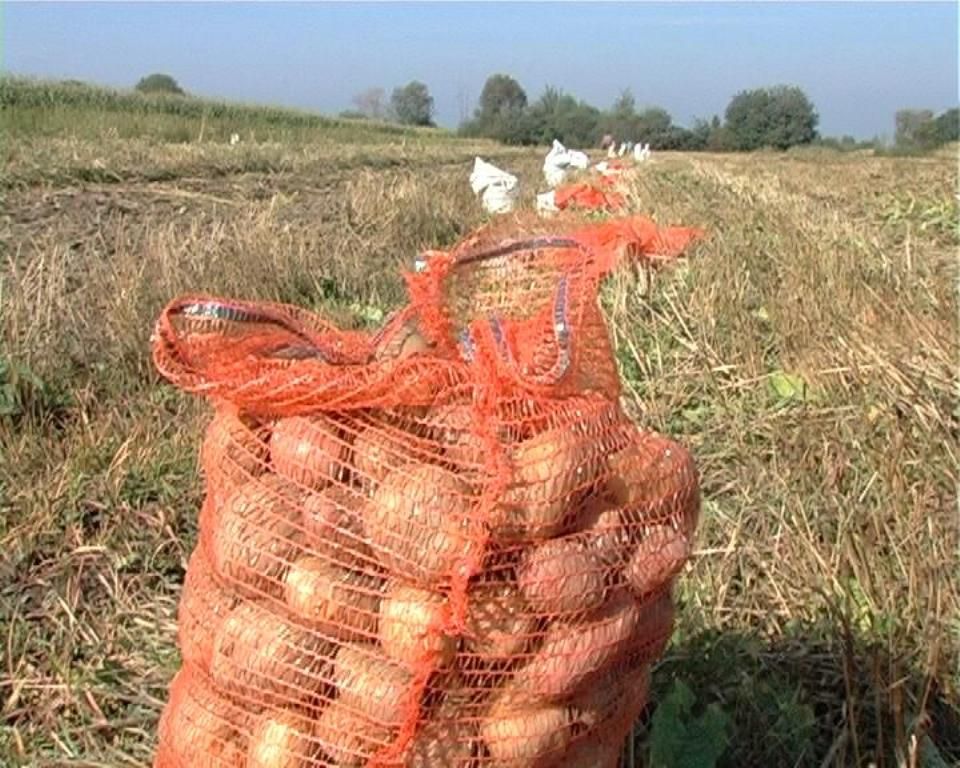 Peste o tonă şi jumătate de cartofi au furat patru localnici din Sânmartin