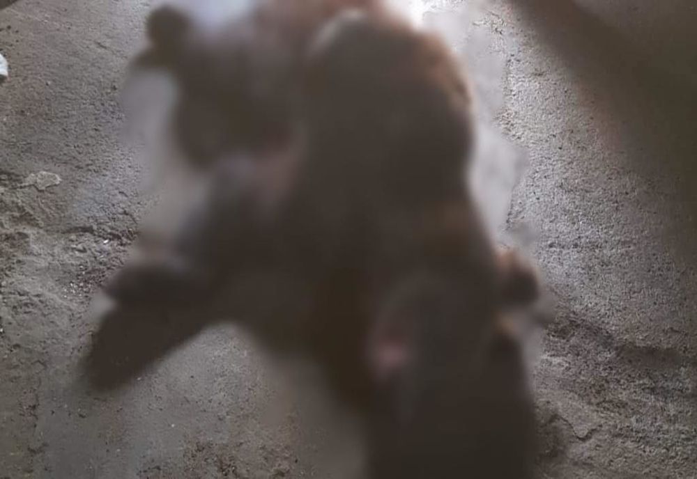 Un autoturism cu trei persoane la bord a lovit un urs, la Praid