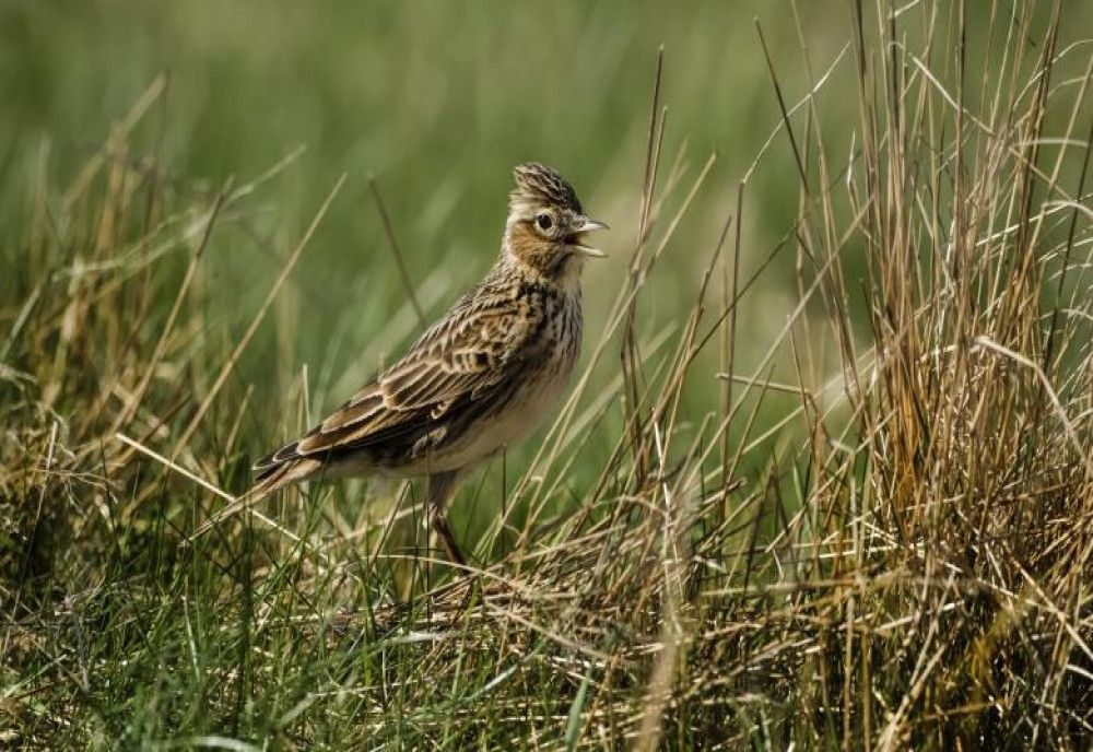  Vânătoarea de ciocârlii a fost interzisă de instanță. Un ordin de ministru permitea uciderea a 439.000 de păsări 