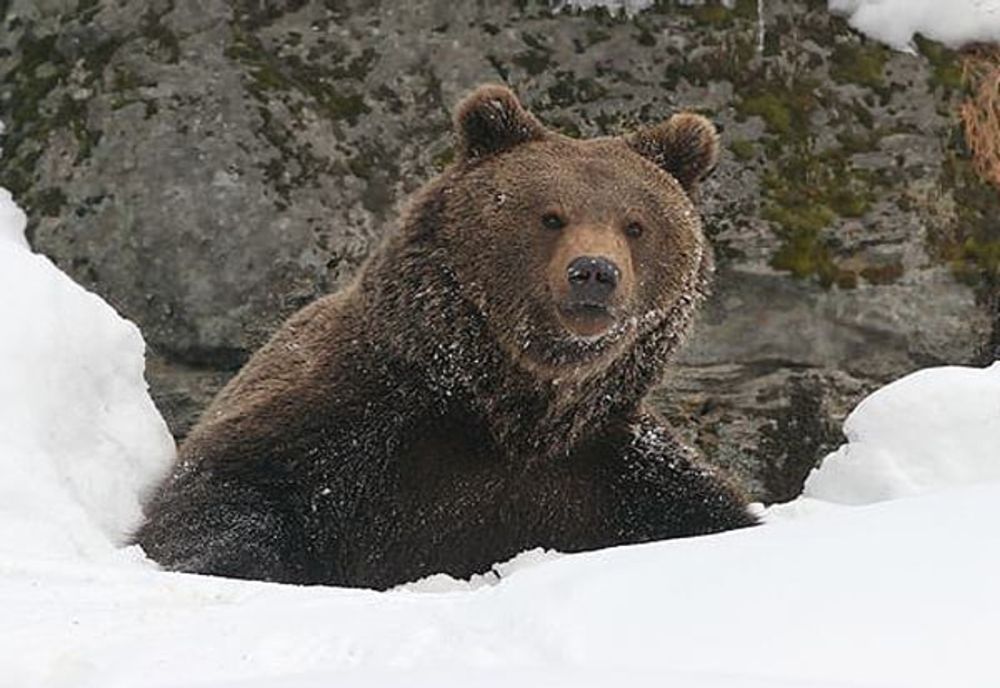 Legistalția privind observatoarele de urși trebuie clarificată pentru că acum doar gestionarii de fonduri de vânătoare pot hrăni animalele