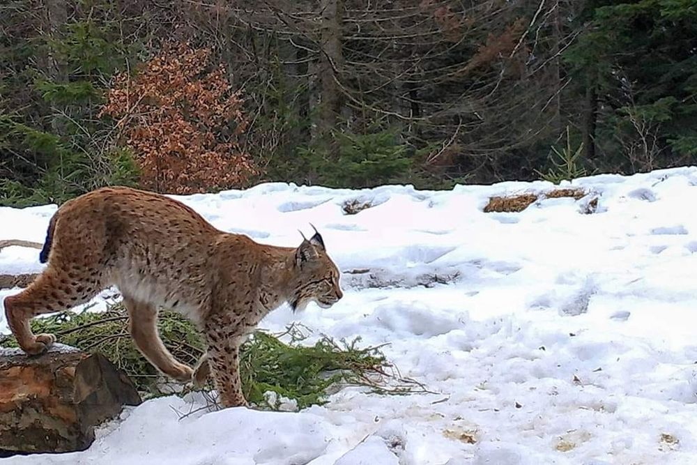 Animal pe cale de dispariție, în Parcul Național Piatra Craiului
