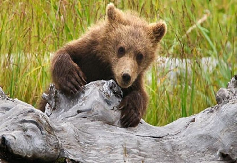 Doi pui de urs, loviţi mortal de un tren în judeţul Harghita