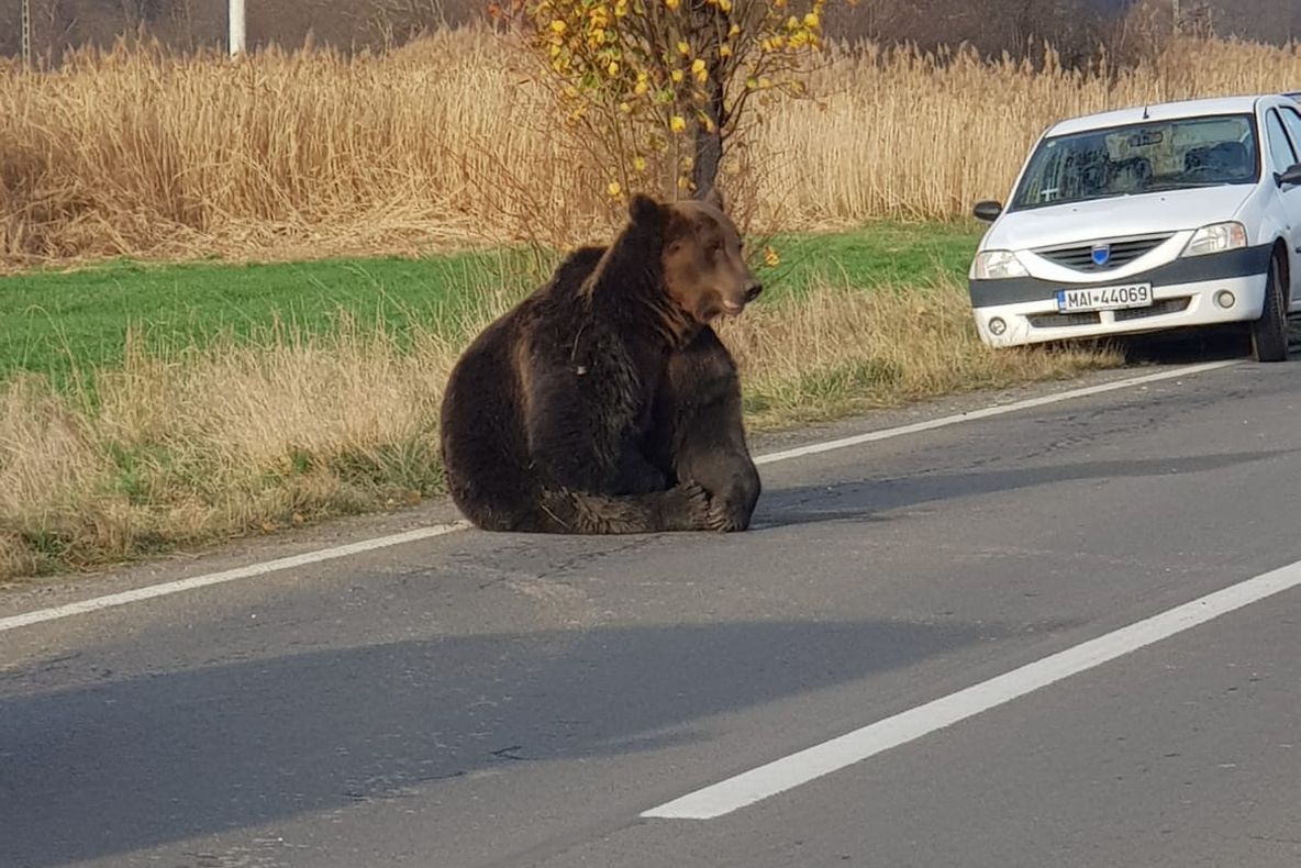 FOTO + VIDEO Un urs agonizează între viaţă şi moarte pe DN 13A, la Praid
